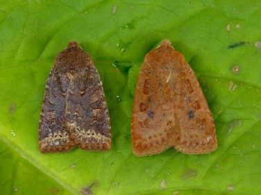 2258 The Chestnut (Conistra vaccinii)