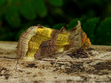 2434 Burnished Brass (Diachrysia chrysitis)