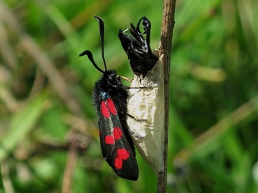 0169 Six-spot Burnet (Zygaena filipendulae) and cocoon