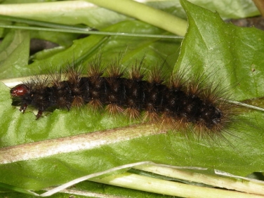 2058 Cream-spot Tiger (Arctia villica) caterpillar