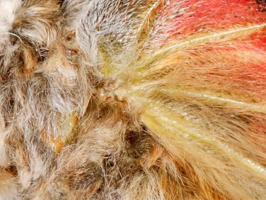 moth hairy thorax illustrated by a developing Emperor Moth (Saturnia pavonia)