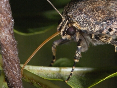 moth proboscis illustrated by  Copper Underwing (Amphipyra pyramidea)