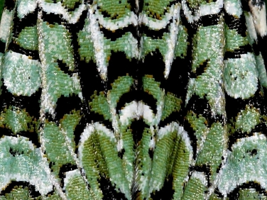 moth scales illustrated by Merveille du Jour (Dichonia aprilina)