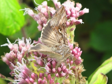 2441 Silver Y (Autographa gamma)
