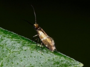 0004 Micropterix aruncella