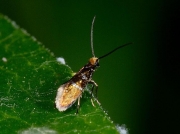 0004 Micropterix aruncella