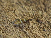 0004 Micropterix aruncella