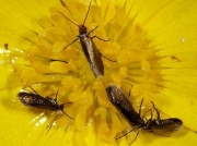 0005 Micropterix calthella