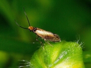 0005 Micropterix calthella
