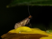 0005 Micropterix calthella