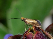 0005 Micropterix calthella