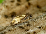0006 Eriocrania subpurpurella