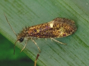0006 Eriocrania subpurpurella