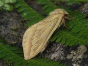0014 Ghost Moth (Hepialus humuli) - female
