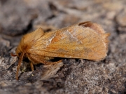 0015 Orange Swift (Hepialus sylvina)