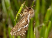 0017 Common Swift (Hepialus lupulinus)