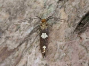0130 Incurvaria masculella - male