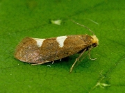 0130 Incurvaria masculella - female