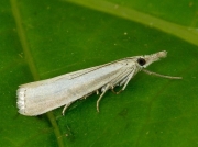 1304 Agriphila straminella