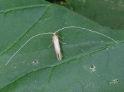0140 Nematopogon swammerdamella
