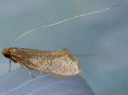 0143 Nematopogon metaxella