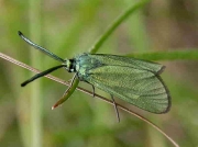 0163 The Forester (Adscita statices)
