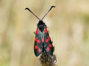 0169 Six-spot Burnet (Zygaena filipendulae)