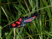 0170 Five-spot Burnet (Zygaena trifolii) male and female mating