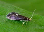 0200 Psychoides filicivora