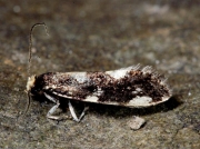 0225 Triaxomera fulvimitrella