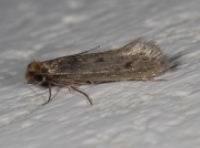 0237 Brown-dotted Clothes Moth (Niditinea fuscella)