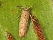0251 Ochsenheimeria taurella