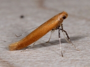0284 Caloptilia rufipennella