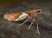 0288 Caloptilia stigmatella