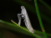 0294 Aspilapteryx tringipennella