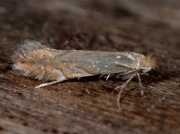 0320 Phyllonorycter quercifoliella