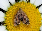 0385 Anthophila fabriciana