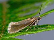 0396 Glyphipterix fuscoviridella