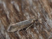 0396 Glyphipterix fuscoviridella