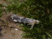 0417 Argyresthia spinosella