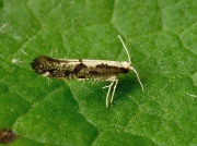 0418 Argyresthia conjugella