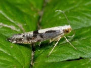 0418 Argyresthia conjugella