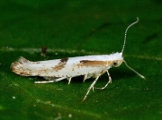 0421 Argyresthia bonnetella