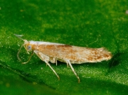 0422 Argyresthia albistria