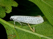 0424 Bird-cherry Ermine (Yponomeuta evonymella)