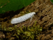0424 Bird-cherry Ermine (Yponomeuta evonymella)