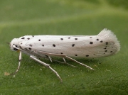 0427 Spindle Ermine (Yponomeuta cagnagella)