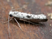 0430 Yponomeuta plumbella