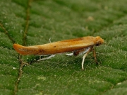 0435 Zelleria hepariella