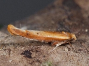 0435 Zelleria hepariella